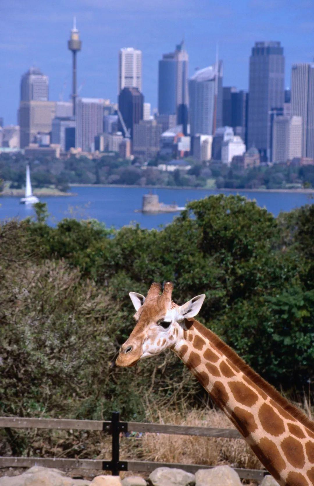 秒懂教程“炸 金花正版链接房卡”获取房卡教程-哔哩哔哩 秒懂教程“炸 金花正版链接房卡”获取房卡教程-哔哩哔哩