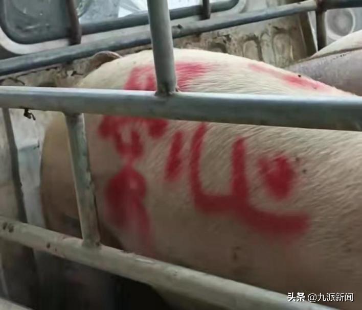 百色德保疫情最新消息,防控措施升级,全民同心筑牢抗疫防线 百色德保疫情最新消息,防控措施升级,全民同心筑牢抗疫防线