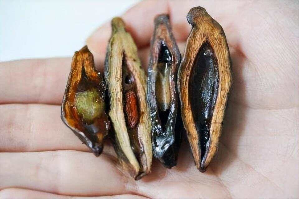 槟榔工具,文化传承与现代隐忧的双重镜像 槟榔工具,文化传承与现代隐忧的双重镜像