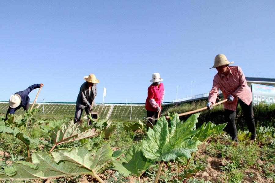 2026年春节时间几月几日?详解春节日期背后的千年智慧 2026年春节时间几月几日?详解春节日期背后的千年智慧
