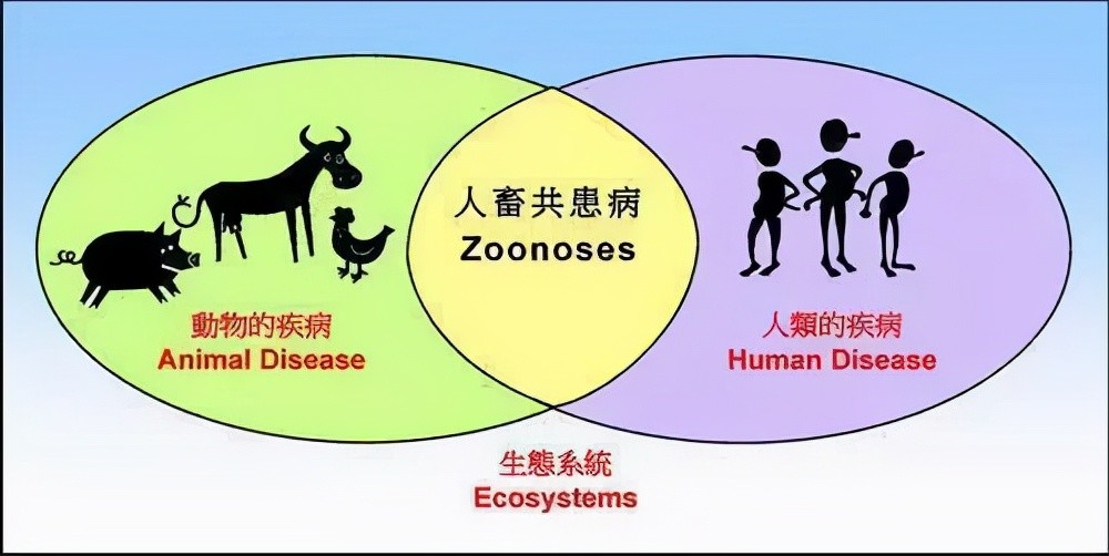炭疽疫情会传染吗?揭开人畜共患病的传播真相 炭疽疫情会传染吗?揭开人畜共患病的传播真相