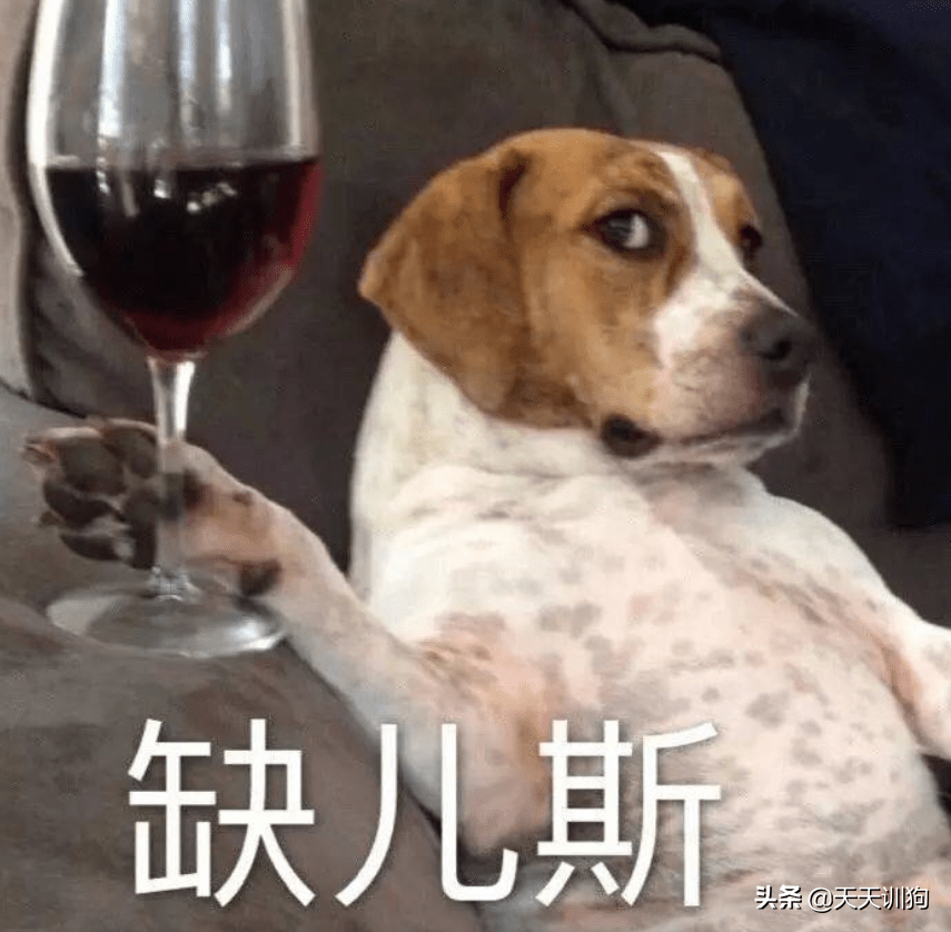 犬瘟热来源探秘,从野生动物到家庭宠物的传播链 犬瘟热来源探秘,从野生动物到家庭宠物的传播链