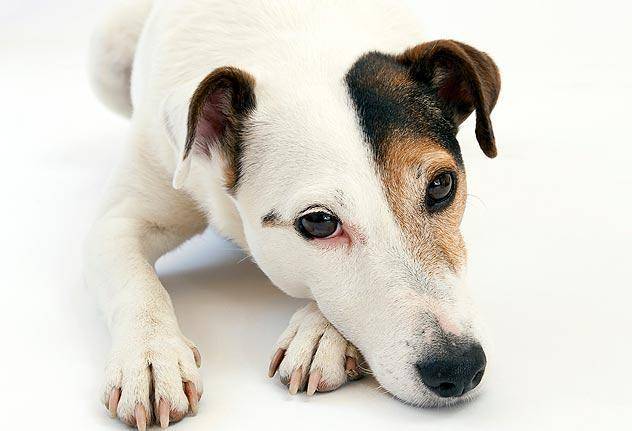 犬瘟热来源探秘,从野生动物到家庭宠物的传播链 犬瘟热来源探秘,从野生动物到家庭宠物的传播链