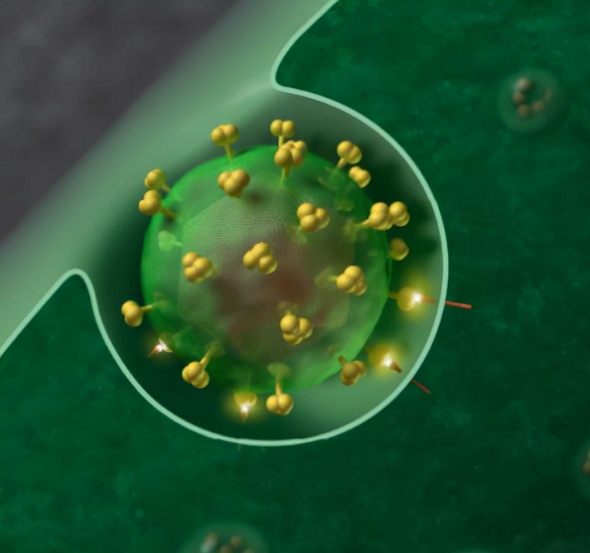 有症状但HIV检测阴性，能彻底排除感染吗？