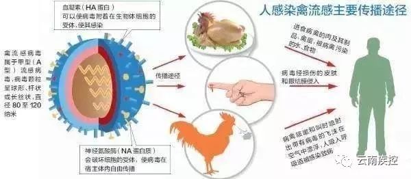 上海禽流感症状,了解、预防与应对指南 上海禽流感症状,了解、预防与应对指南