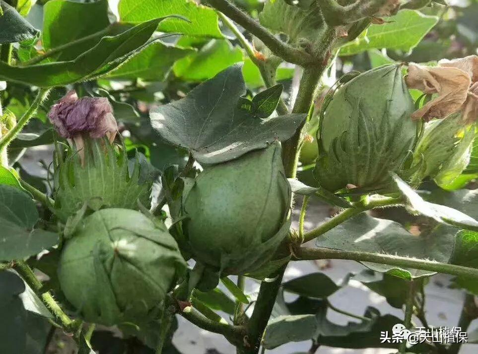 石河子疫情防控,当领导手机号成为市民的定心丸 石河子疫情防控,当领导手机号成为市民的定心丸