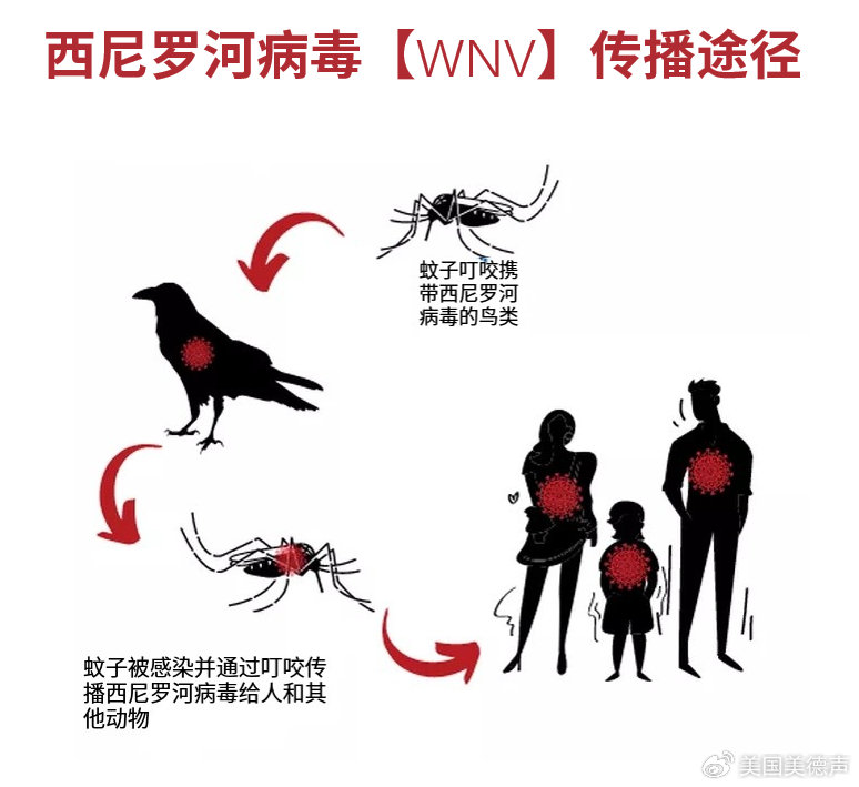 西尼罗病毒病,悄然蔓延的蚊媒威胁 西尼罗病毒病,悄然蔓延的蚊媒威胁