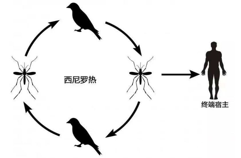 西尼罗病毒病,悄然蔓延的蚊媒威胁 西尼罗病毒病,悄然蔓延的蚊媒威胁