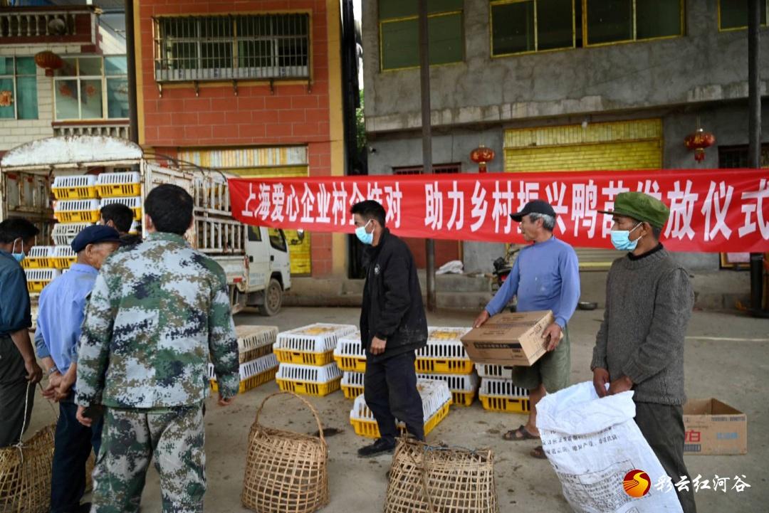 安庆鸭苗在哪里批发市场?探寻安庆鸭苗批发市场与养殖产业发展 安庆鸭苗在哪里批发市场?探寻安庆鸭苗批发市场与养殖产业发展