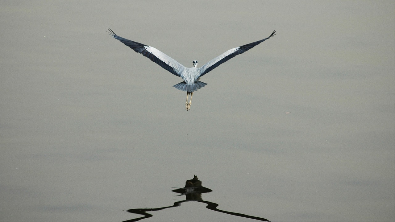 上海中风险地区哪几个?最新动态与防疫措施解析 上海中风险地区哪几个?最新动态与防疫措施解析