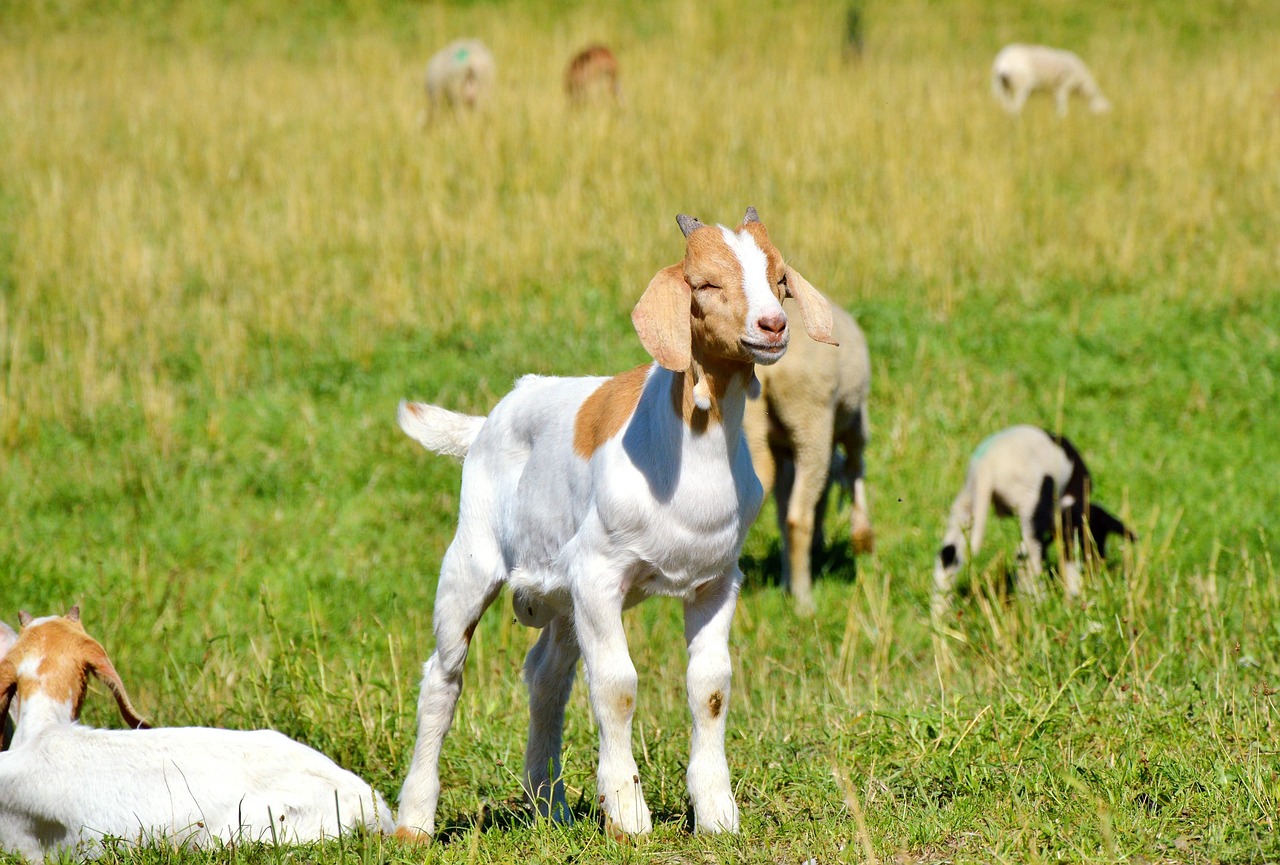 秒懂百科“微信上怎么斗牛”详细房卡怎么购买教程 秒懂百科“微信上怎么斗牛”详细房卡怎么购买教程