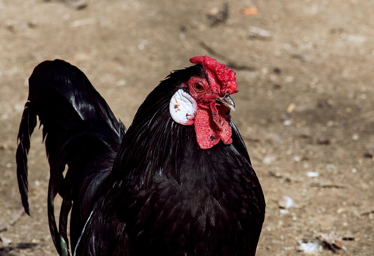 给大家讲解“斗牛房卡牛牛房卡”详细房卡使用教程 给大家讲解“斗牛房卡牛牛房卡”详细房卡使用教程